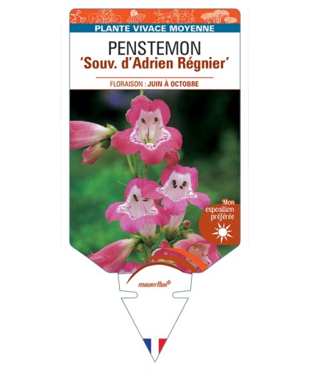 PENSTEMON Souv. dAdrien Régnier