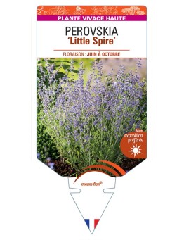 PEROVSKIA (atriciplifolia) Little Spire
