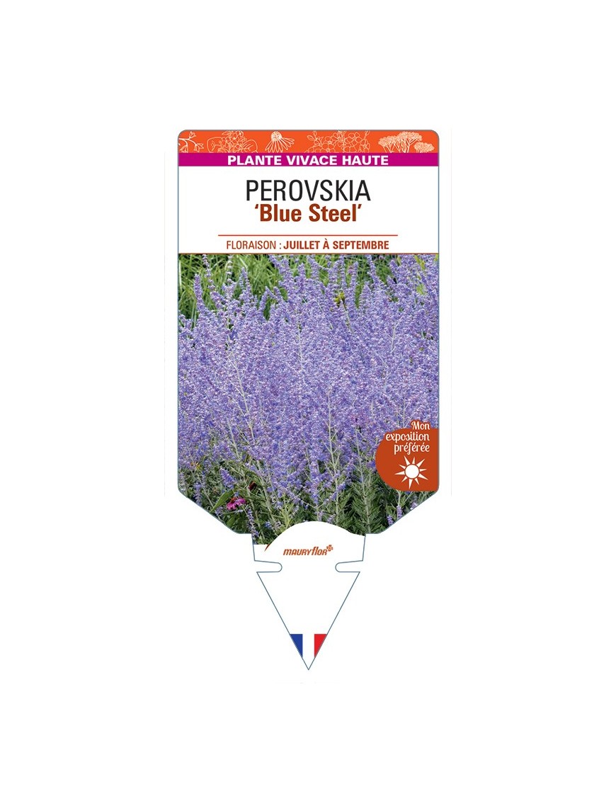 PEROVSKIA (atriplicifolia) Blue Steel
