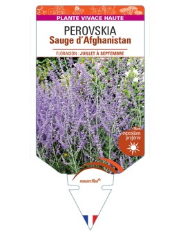 PEROVSKIA (atriplicifolia) voir Sauge d’Afghanistan
