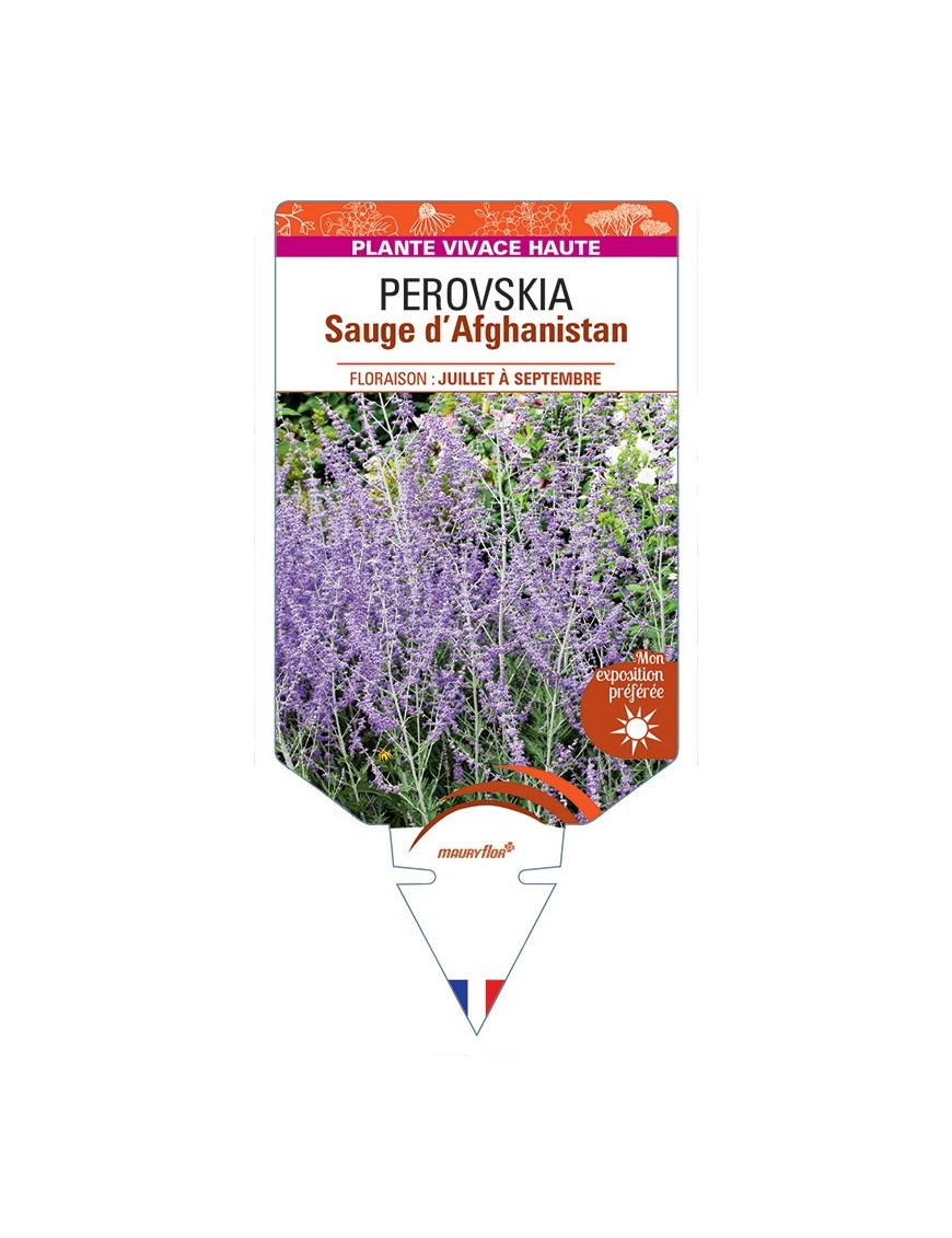 PEROVSKIA (atriplicifolia) voir Sauge d’Afghanistan
