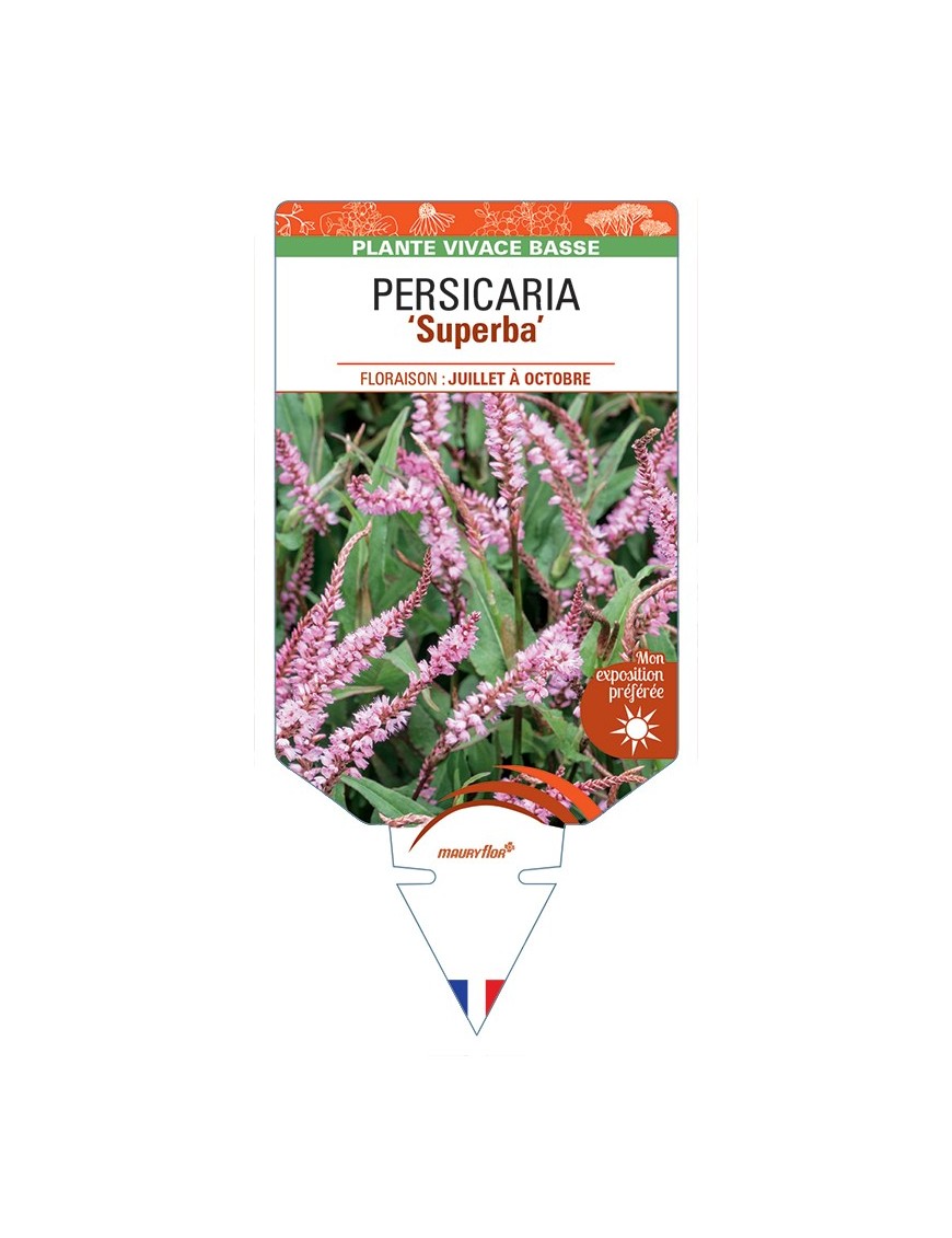 PERSICARIA (affinis) Superba