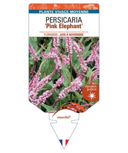 PERSICARIA (amplexicaulis) Pink Elephant