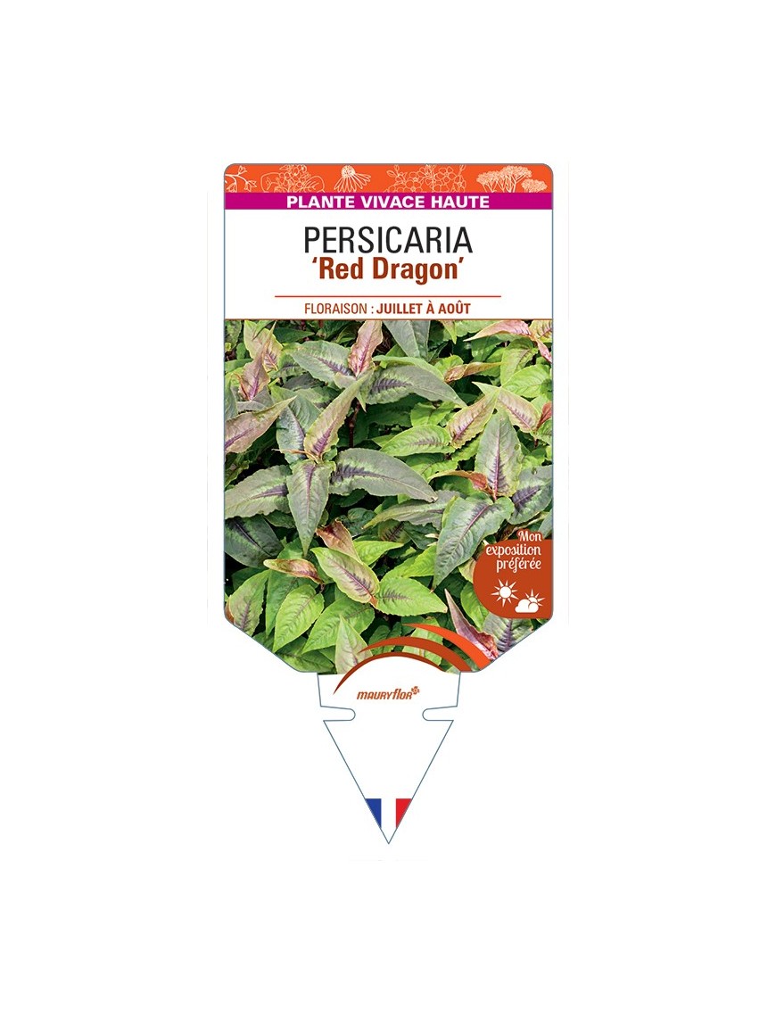 PERSICARIA (microcephala) Red Dragon