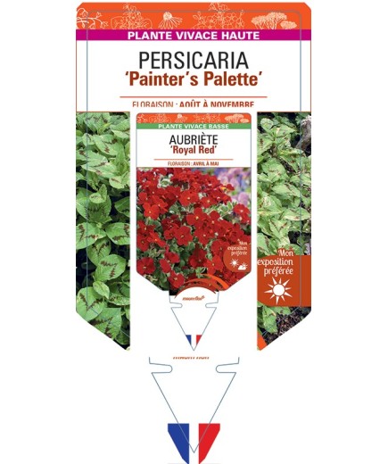 PERSICARIA (virginiana) Painter’s Palette