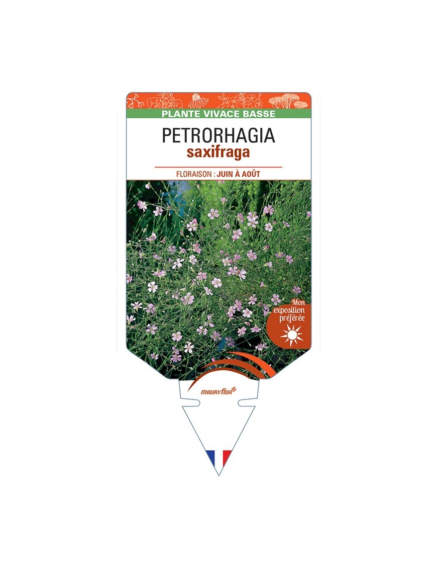 PETRORHAGIA saxifraga