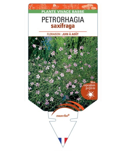 PETRORHAGIA saxifraga