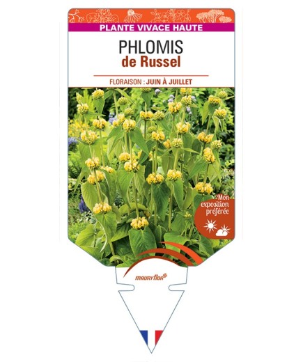 PHLOMIS (russeliana) de Russel