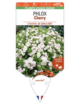 PHLOX (drummondii) Cherry
