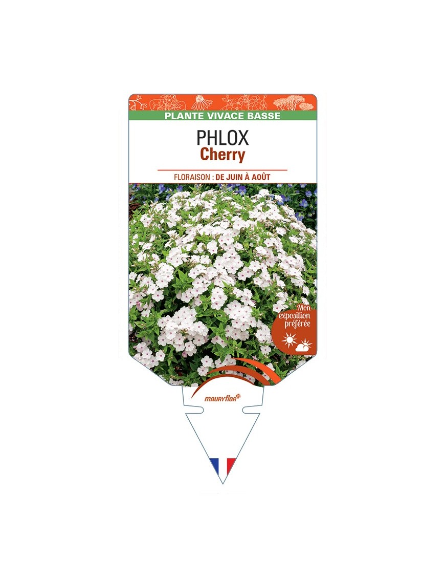 PHLOX (drummondii) Cherry
