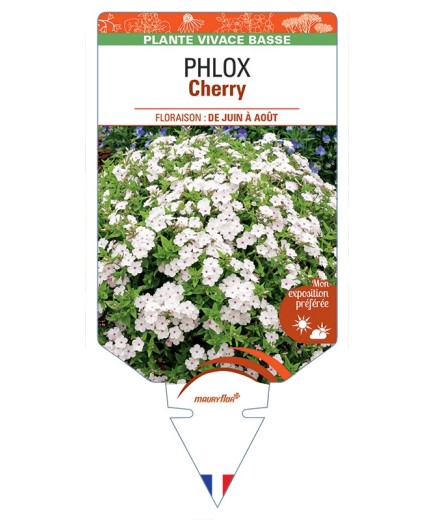 PHLOX (drummondii) Cherry