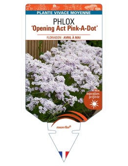 PHLOX (hybrida) Opening Act Pink-A-Dot