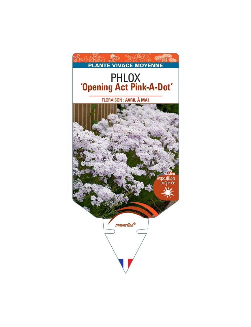 PHLOX (hybrida) Opening Act Pink-A-Dot