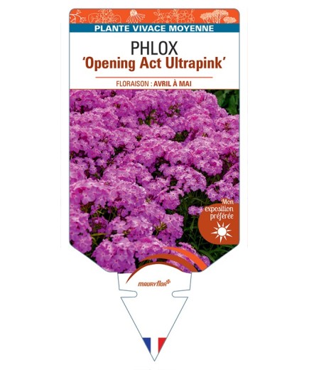 PHLOX (hybrida) Opening Act Ultrapink