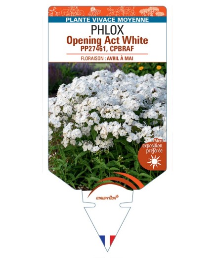 PHLOX (hybrida) Opening Act White