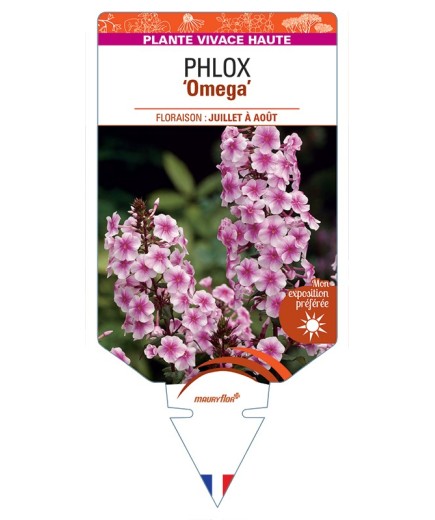 PHLOX (maculata) Omega