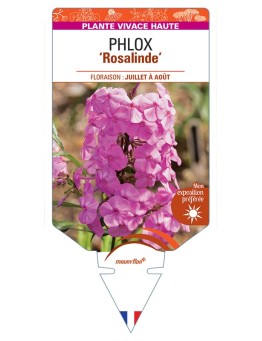 PHLOX (maculata) Rosalinde