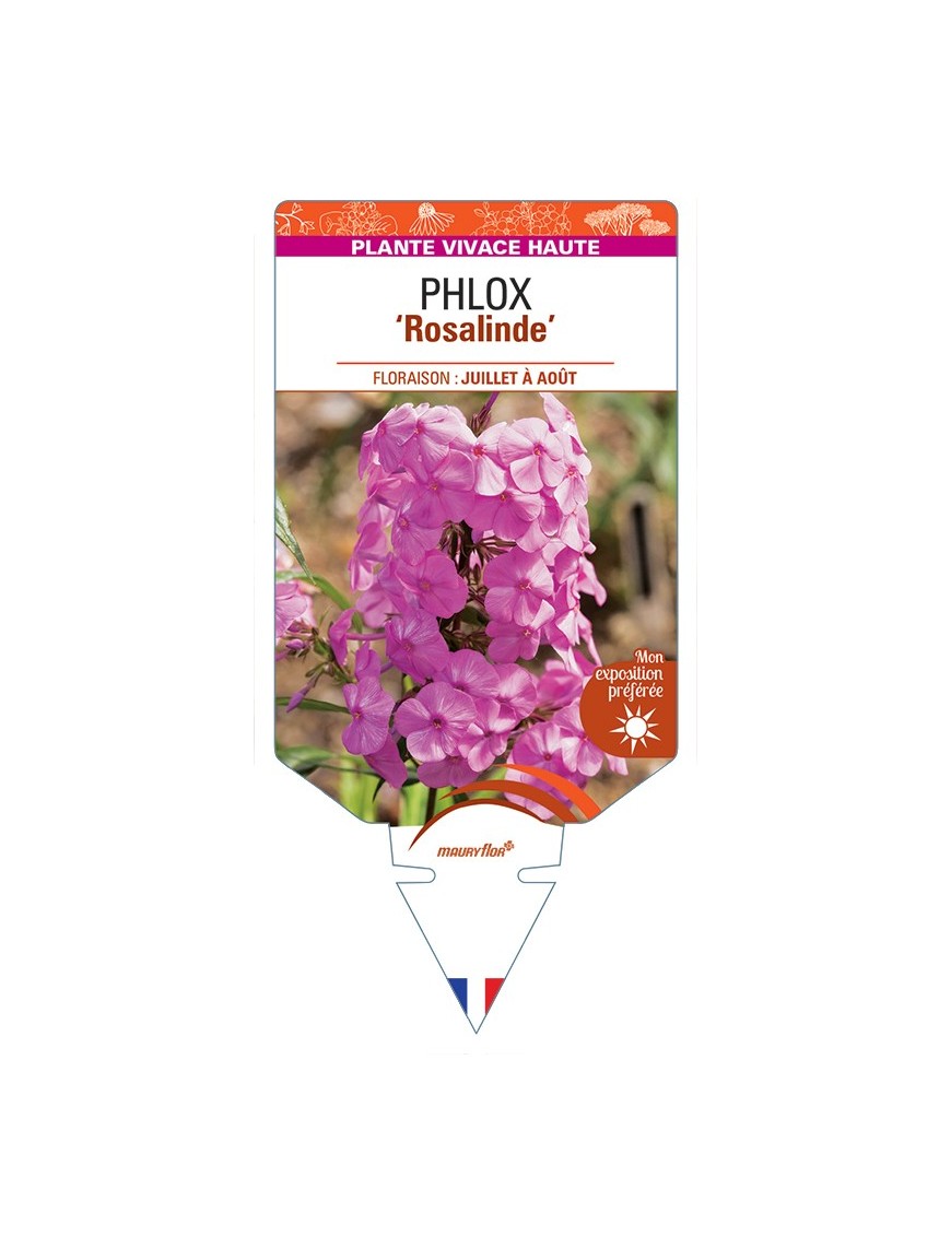 PHLOX (maculata) Rosalinde