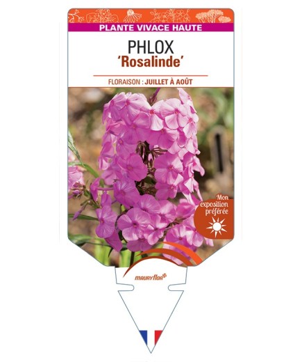 PHLOX (maculata) Rosalinde