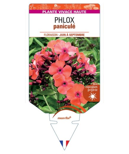 PHLOX (paniculata) (orange)