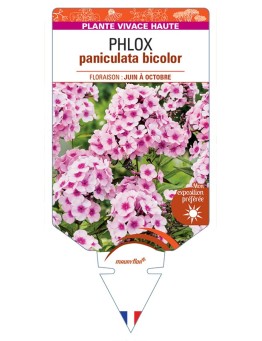 PHLOX (paniculata) bicolor