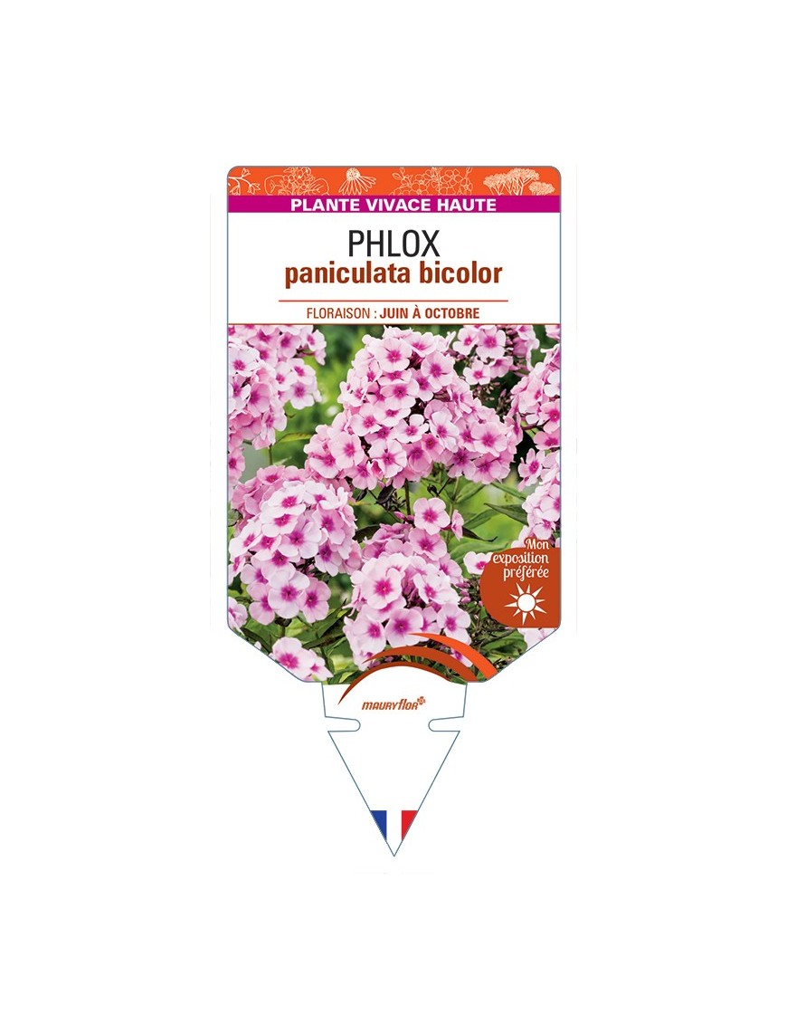 PHLOX (paniculata) bicolor