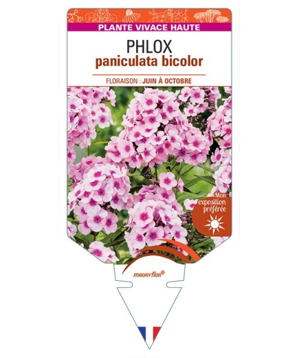 PHLOX (paniculata) bicolor