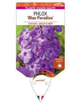 PHLOX (paniculata) Blue Paradise