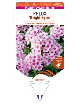 PHLOX (paniculata) Bright Eyes