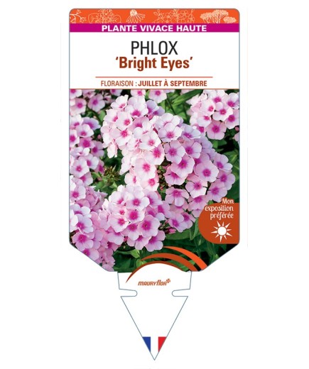 PHLOX (paniculata) Bright Eyes