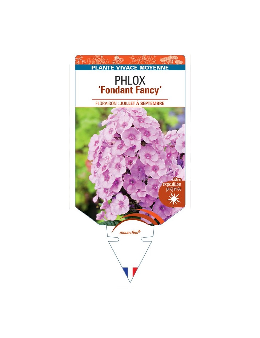 PHLOX (paniculata) Fondant Fancy