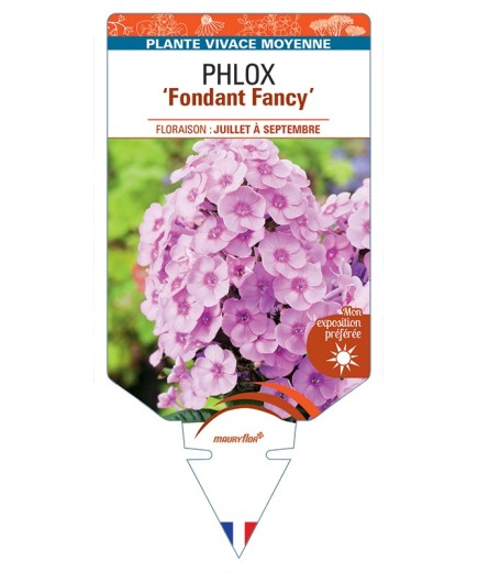 PHLOX (paniculata) Fondant Fancy