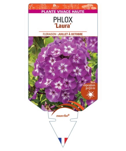 PHLOX (paniculata) Laura