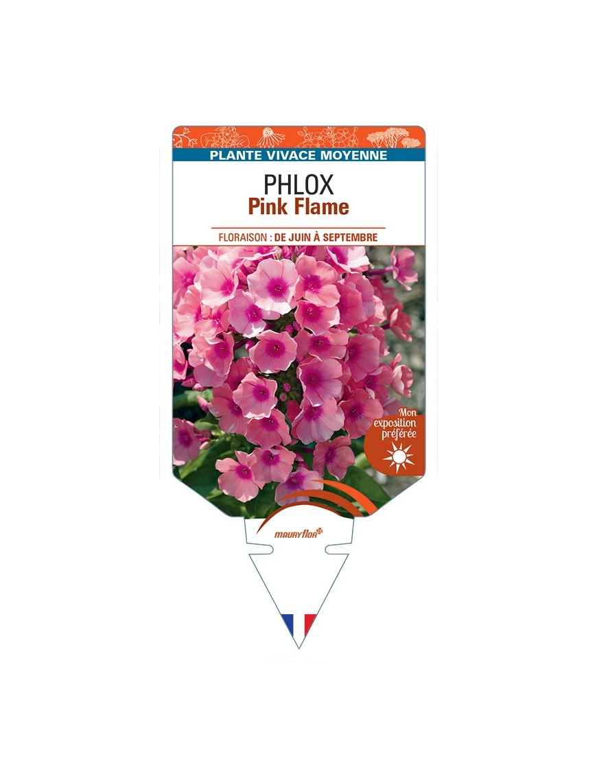PHLOX (paniculata) Pink Flame