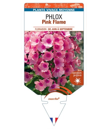 PHLOX (paniculata) Pink Flame