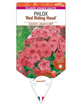 PHLOX (paniculata) Red Riding Hood