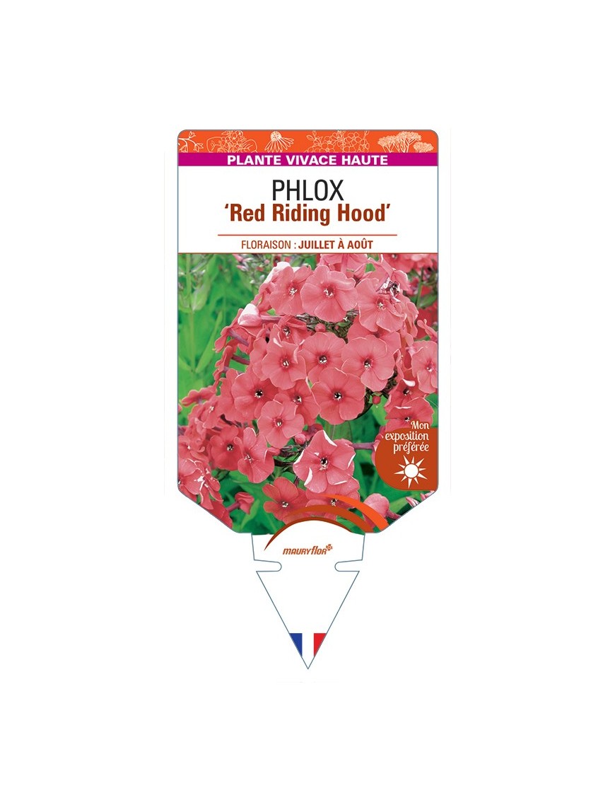 PHLOX (paniculata) Red Riding Hood