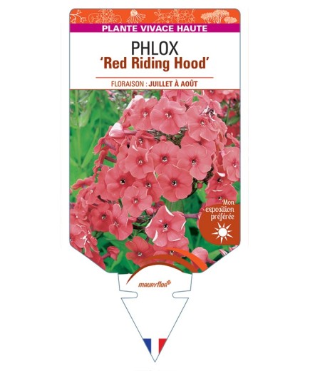 PHLOX (paniculata) Red Riding Hood