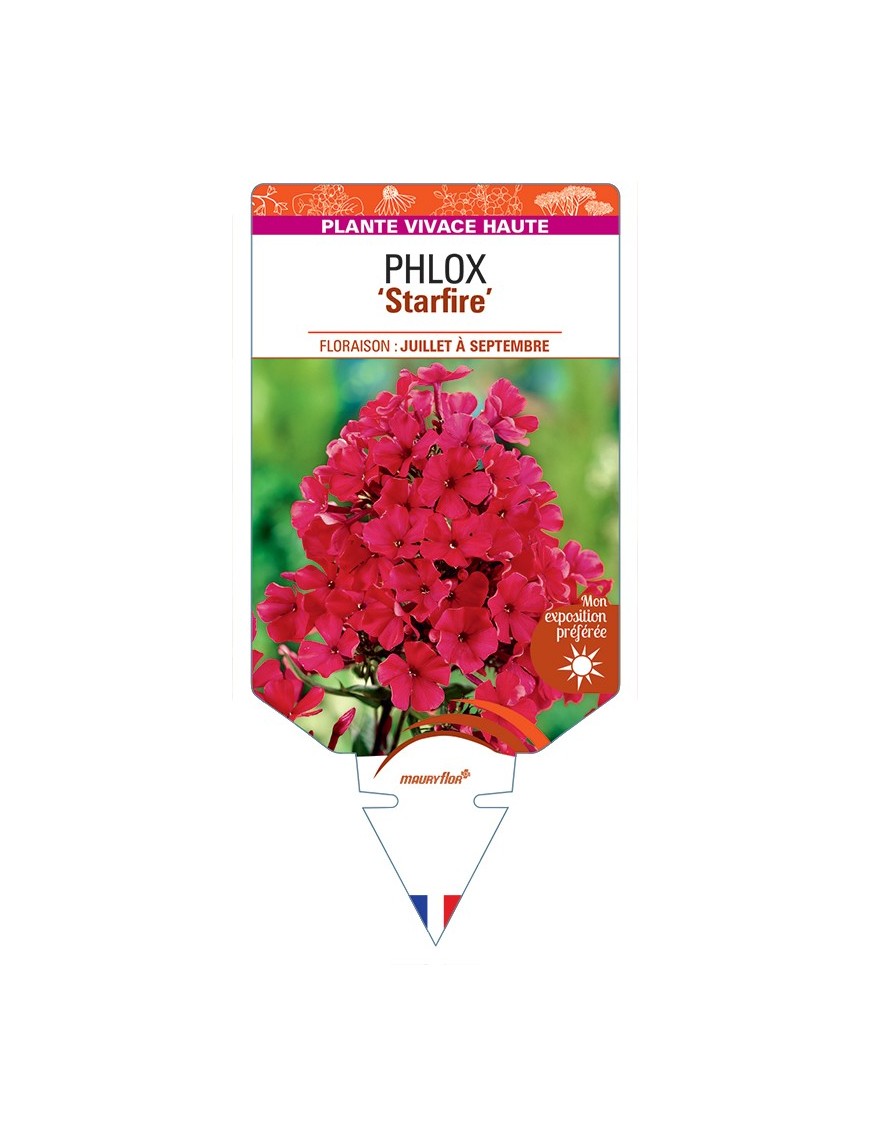 PHLOX (paniculata) Starfire