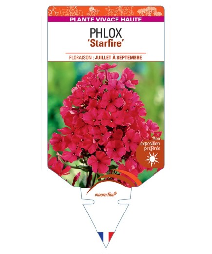 PHLOX (paniculata) Starfire
