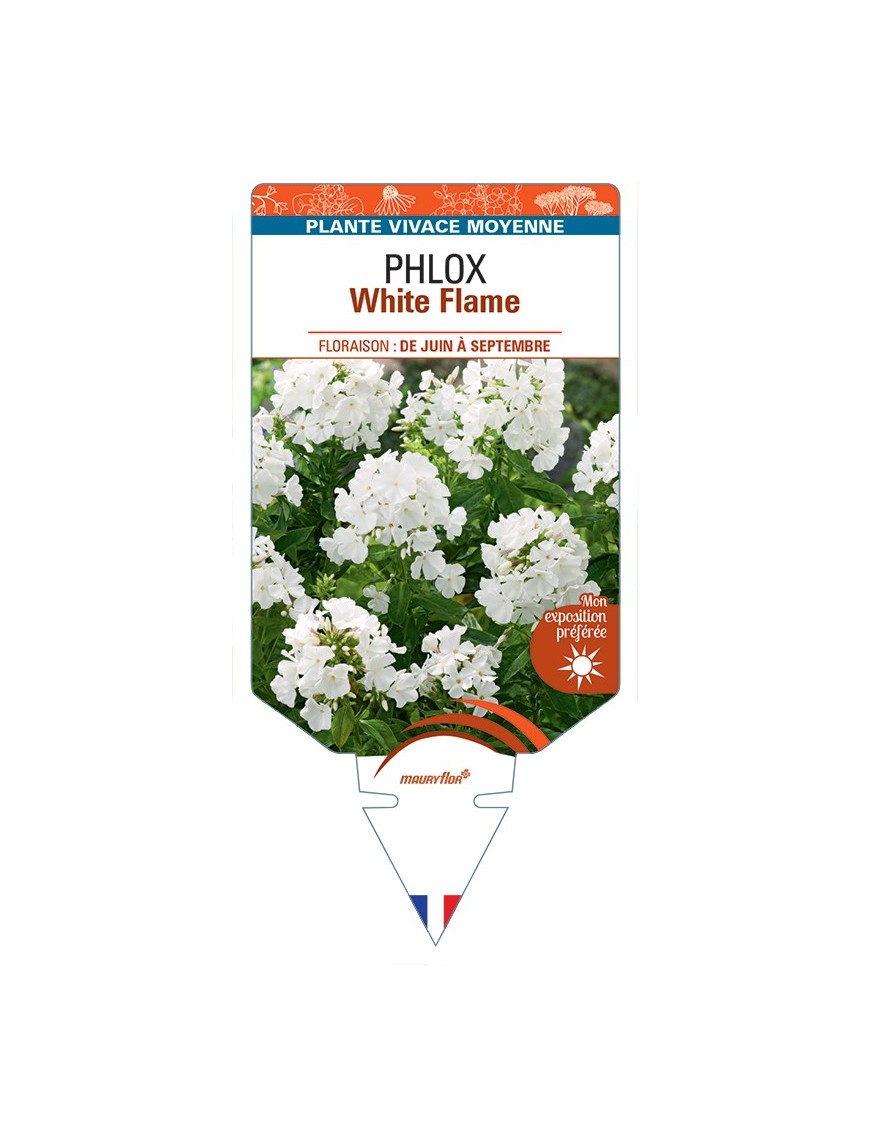 PHLOX (paniculata) White Flame