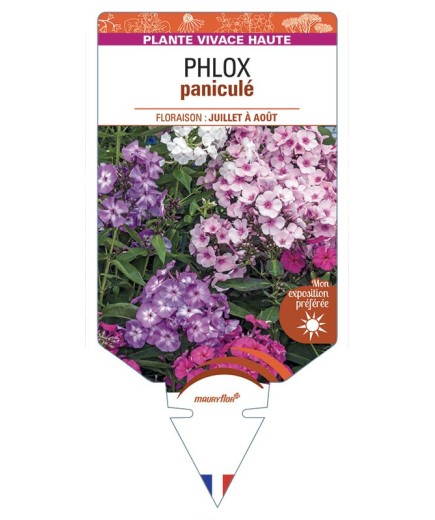 Phlox paniculata (varié)