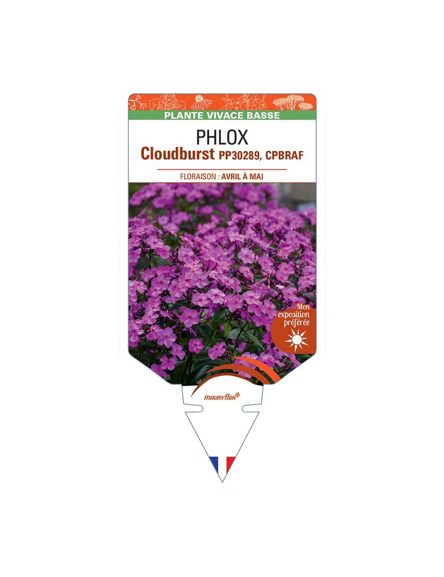 PHLOX (subulata) Cloudburst