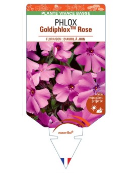 PHLOX (subulata) GoldiphloxTM (rose)