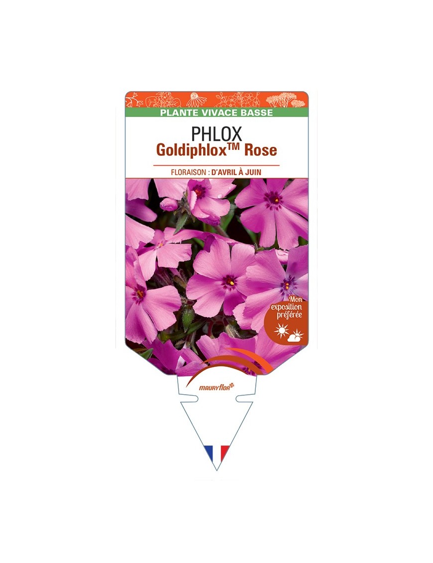 PHLOX (subulata) GoldiphloxTM (rose)