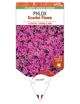 PHLOX (subulata) Scarlet Flame