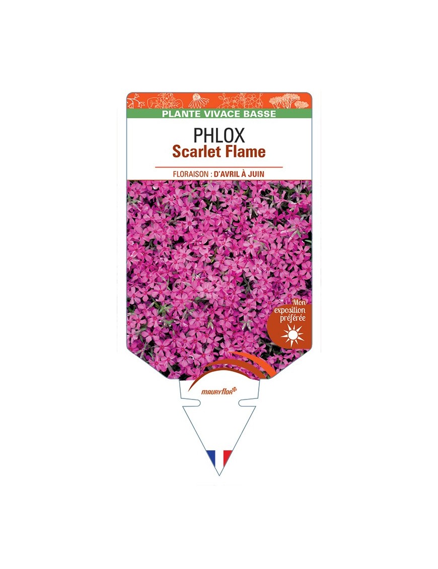 PHLOX (subulata) Scarlet Flame
