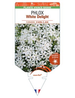 PHLOX (subulata) White Delight