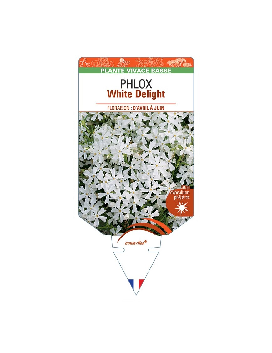 PHLOX (subulata) White Delight