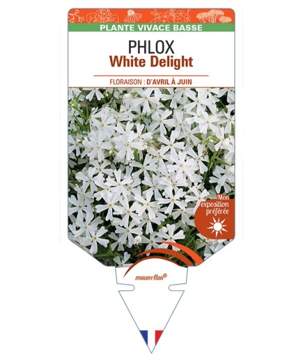 PHLOX (subulata) White Delight